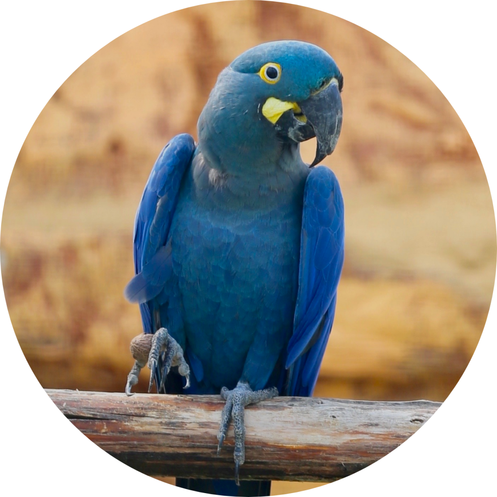MACAW PARROT BEST PET BIRDS