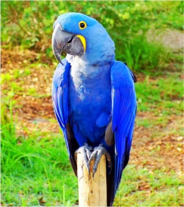 HYACINTH MACAW BEST PET BIRDS